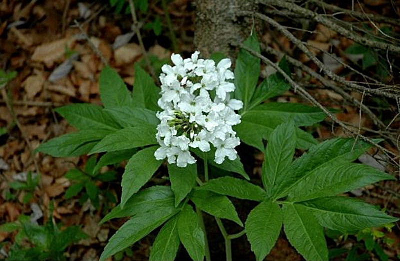 Cardamine heptaphylla / Dentaria pennata